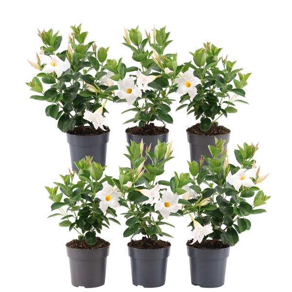 6 x Dipladenia white - Mandevilla white Ø12 cm - ↕25 cm