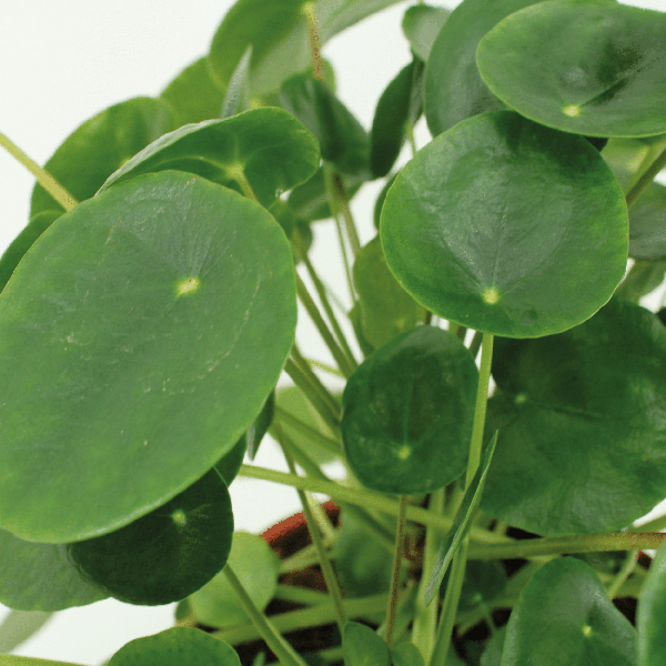 2x Pilea Peperomiodes - Pannekoekplant - 20cm - ø12