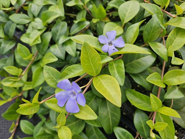 Vinca minor 'La Grave' - ↕10cm - Ø9cm - 12x