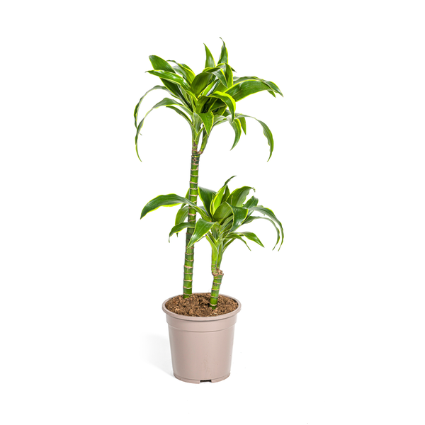 Dracaena Deremensis Dorado Ø19cm - ↕80cm