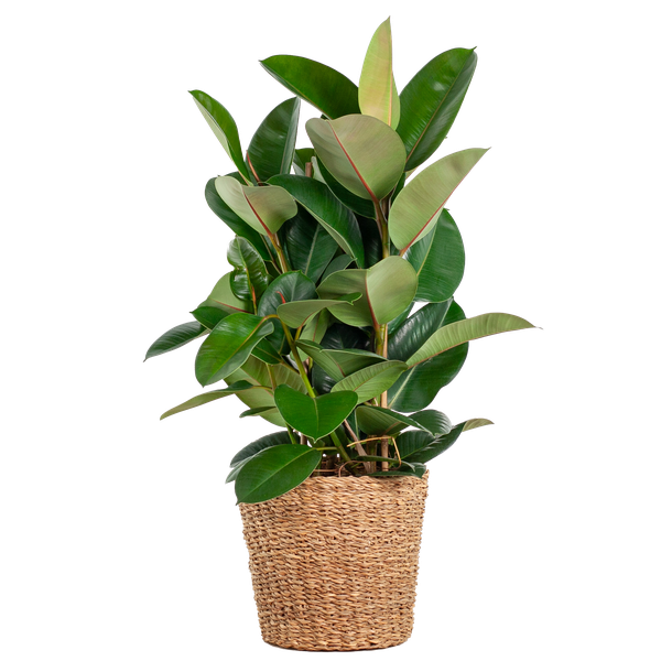 Ficus Elastica Robusta XL met mand Torun - ↕90cm - Ø27cm