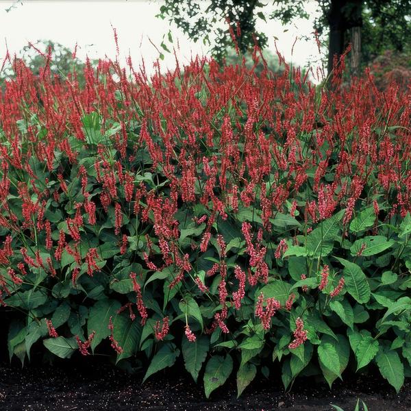 Persicaria amplexicaulis - ↕25cm - Ø9cm - 6x