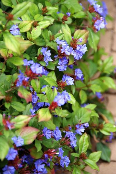 Ceratostigma plumbaginoides  - ↕10-25cm - Ø9cm - 12x