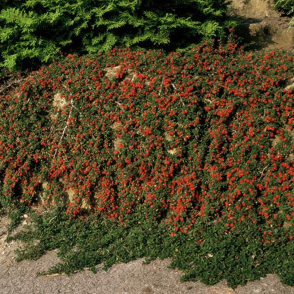 Cotoneaster pr. 'Streib's Findling' - ↕25cm - Ø9cm  - 6x