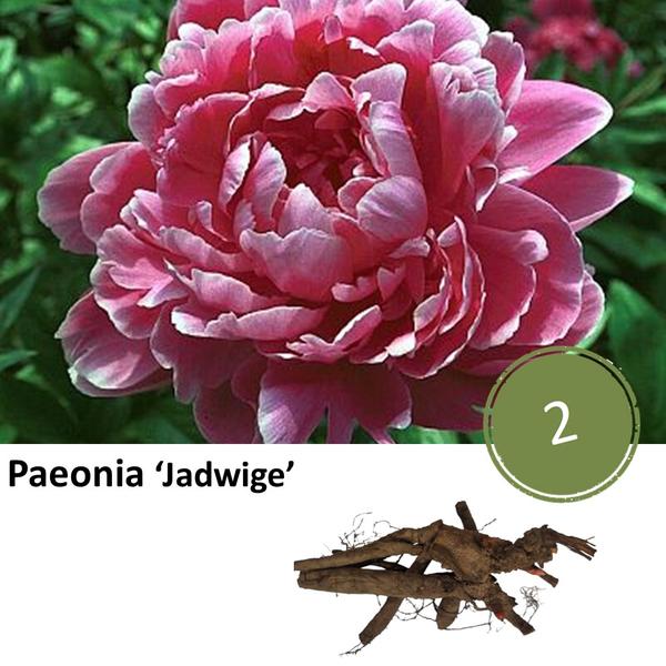 Pioenrozen - Paeonia 'Jadwige' - 2x