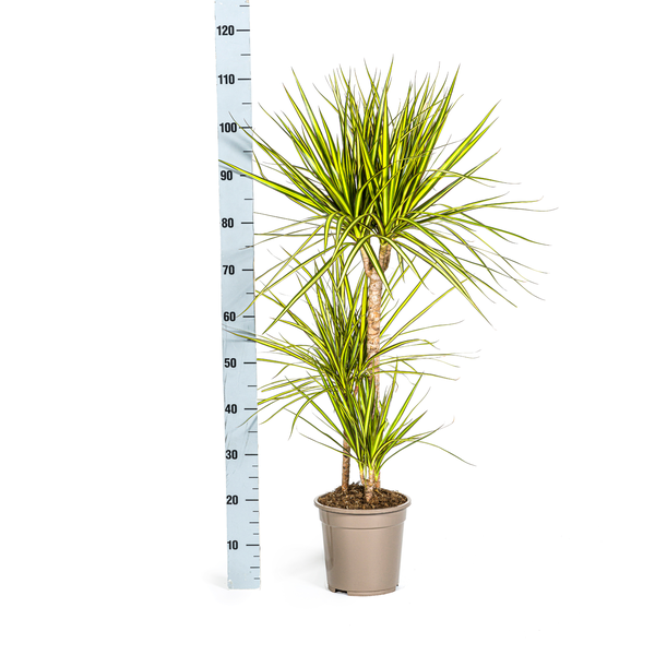 Dracaena Marginata Sunray Ø21cm - ↕100-110cm