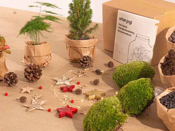 Planten terrarium pakket - Mini-kerstboom - 3 planten -  Navulling & Startpakket - DIY Christmas