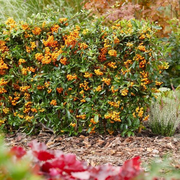 2 x Pyracantha coccinea Sunny Star  | 12 cm Ø | 60 cm ↕