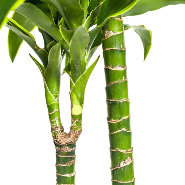 Dracaena Deremensis Dorado Ø24cm - ↕130cm