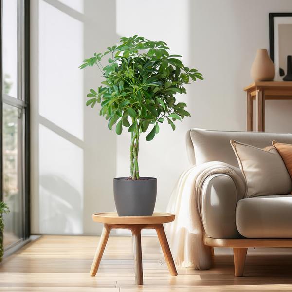 Schefflera Arab Nora met plantenpot Viber grijs - ↕70cm - Ø21