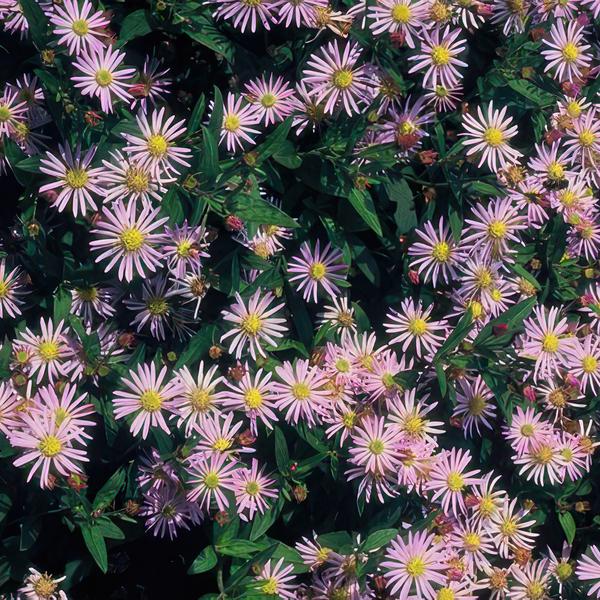 Aster ageratoides 'Asran' - ↕25cm - Ø9cm  - 6x