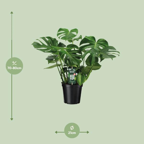 Monstera Deliciosa - Gatenplant - Ø21cm - ↕65cm