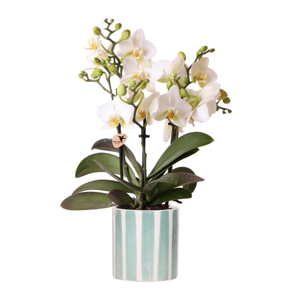 Kolibri Orchids | witte phalaenopsis orchidee Lausanne + Painted Stripe sierpot turquoise - potmaat Ø9cm | bloeiende kamerplant - vers van de kweker