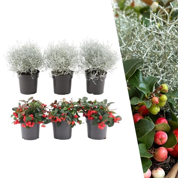 Winterwonderland mix set - 3 x Gaultheria + 3x Calocephalus - Ø 10 cm ↨ 15 cm