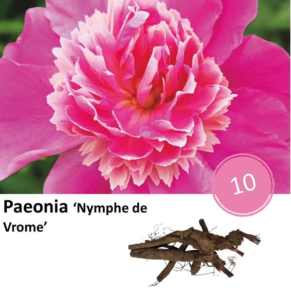 Pioenrozen - Paeonia 'Nymph de Vrome' - 10x