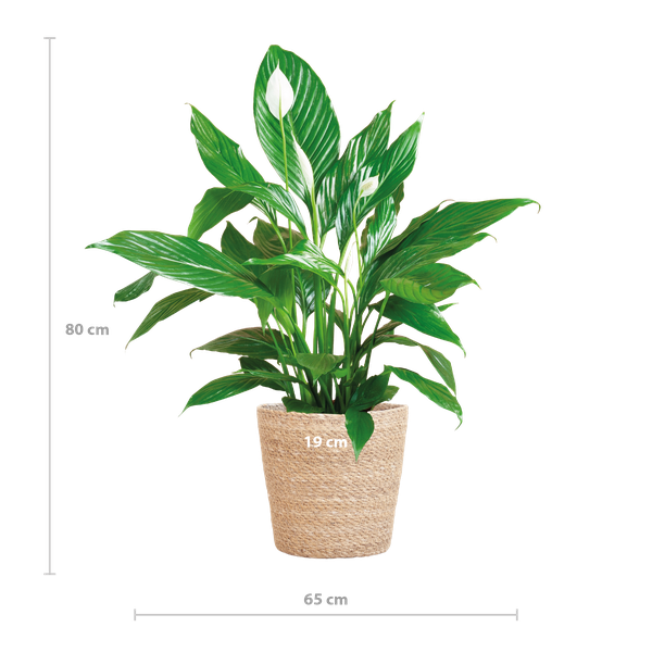 Spathiphyllum met Mand Sofia naturel - ↕80cm - Ø21cm