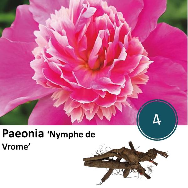 Pioenrozen - Paeonia 'Nymph de Vrome' - 4x