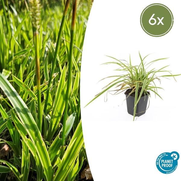 Carex morrowii 'Aureovariegata'  - ↕10-25cm - Ø9cm - 6x