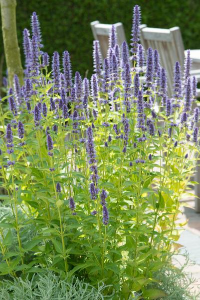 Agastache 'Black Adder' - ↕10-25cm - Ø9cm - 12x