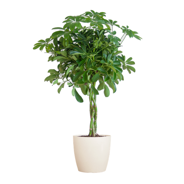 Schefflera Arab Nora met plantenpot Viber wit  - ↕70cm - Ø21