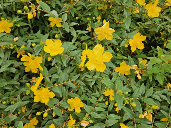 Hypericum dummeri 'Peter Dummer' - ↕10-25cm - Ø9cm - 12x