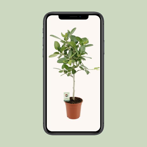 Ficus Benghalensis Petite Audrey - Ø21cm - ↕75cm