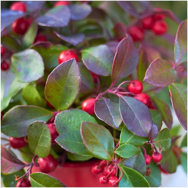 6x Gaultheria procumbens 'Big Berry' | 12 cm Ø | 15-20 cm ↕