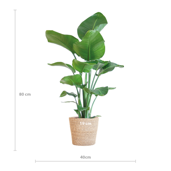 Strelitzia Nicolai met Sofia mand naturel - ↕80cm - Ø21cm