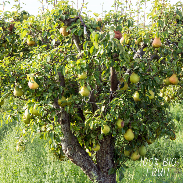 Biologische Perenboom Pyrus - 1x - ↕60cm - Ø20cm