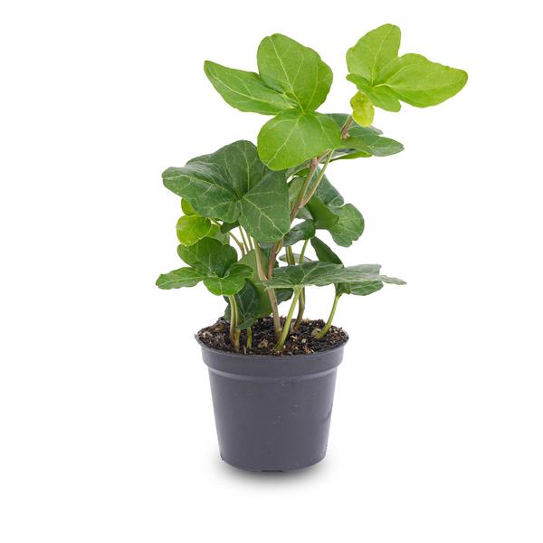 Hedera helix - Ø6 cm - Houseplant & Terrarium plant