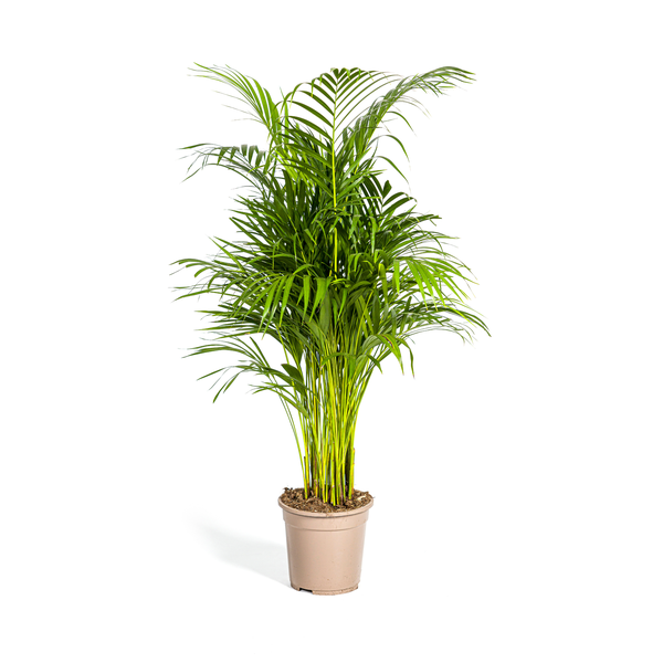 Dypsis Areca Lutescens Ø21cm - ↕110cm