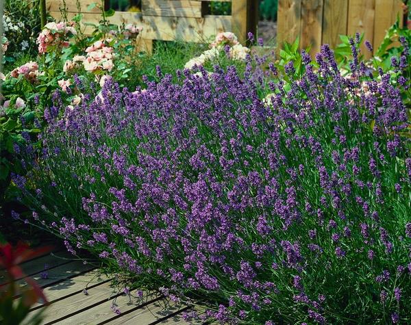 Lavandula Angustifolia 'Munstead' - ↕10-25cm - Ø9cm - 20x