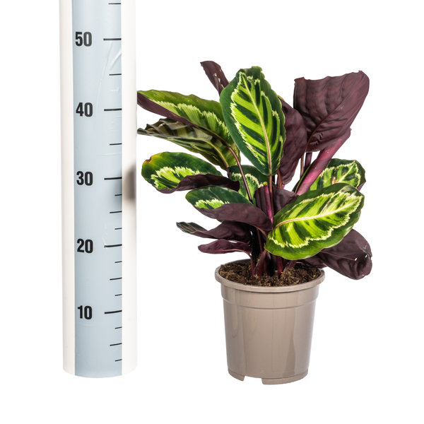 Calathea Roseopicta Ø17cm - ↕45cm