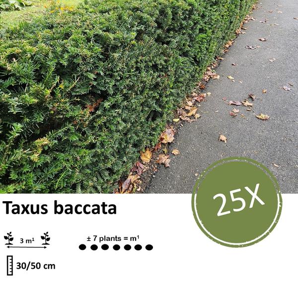 Taxus baccata - ↕30-50cm - blote wortel - 25x