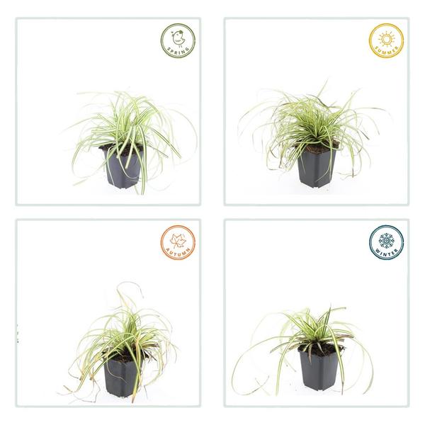 Carex oshim. 'Evergold'  - ↕10-25cm - Ø9cm - 12x