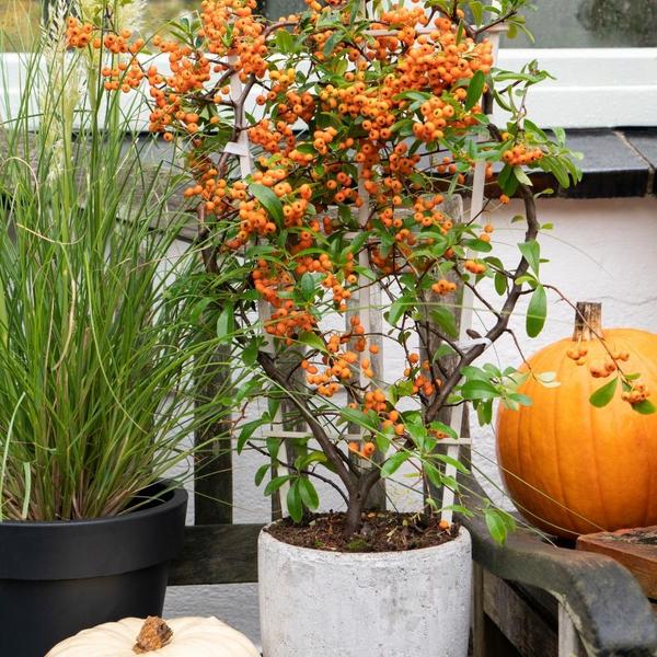 2 x Pyracantha coccinea Sunny Star  | 12 cm Ø | 60 cm ↕