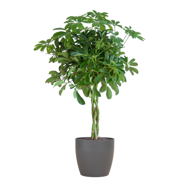 Schefflera Arab Nora met plantenpot Viber grijs - ↕70cm - Ø21