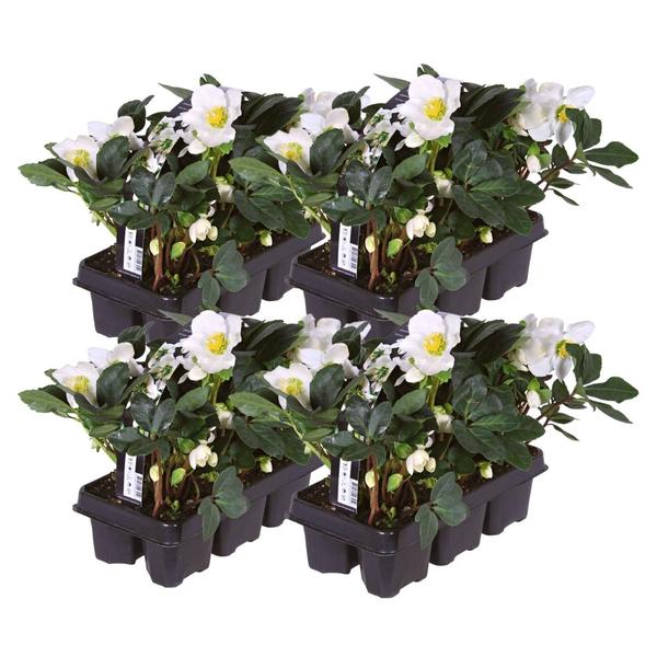 Set van 24 kerstroos planten | 24x Helleborus niger 'Christmas Carol' | Ø7cm  | ↕20cm