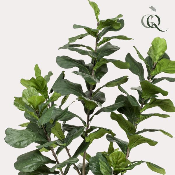 Kunstplant - Ficus Lyrara - Tabaksplant - 210cm