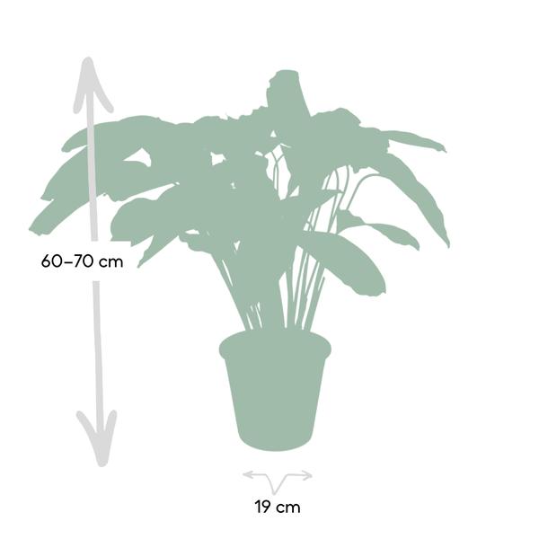 Calathea Flamestar - Pauwenplant - ↕75cm - Ø19cm