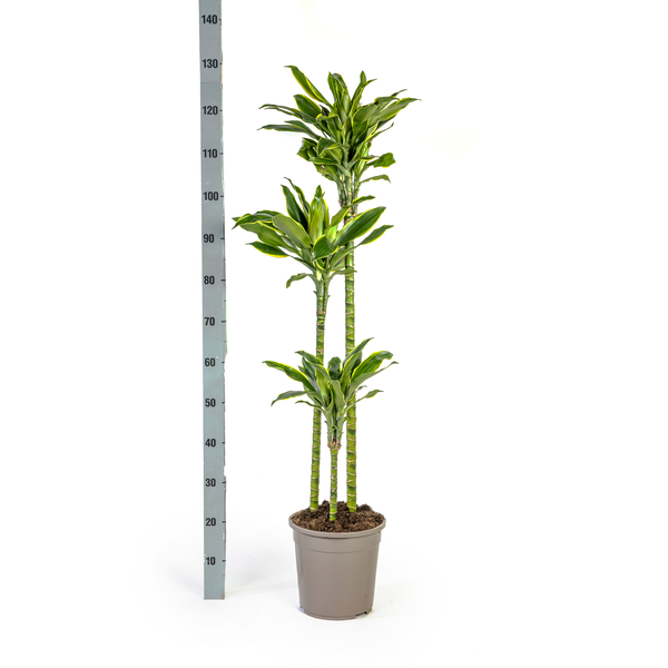 Dracaena Fragrans Golden Coast Ø24cm - ↕140cm