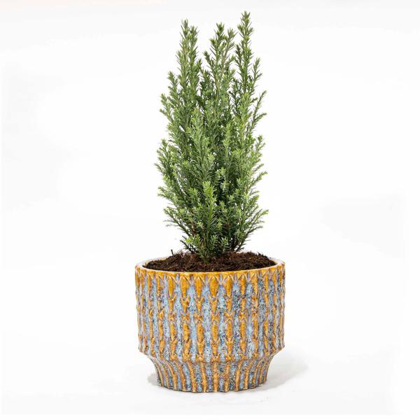 Kerstboom 'Ellwoodii' + Pot Echo - 25 - 30  cm hoog