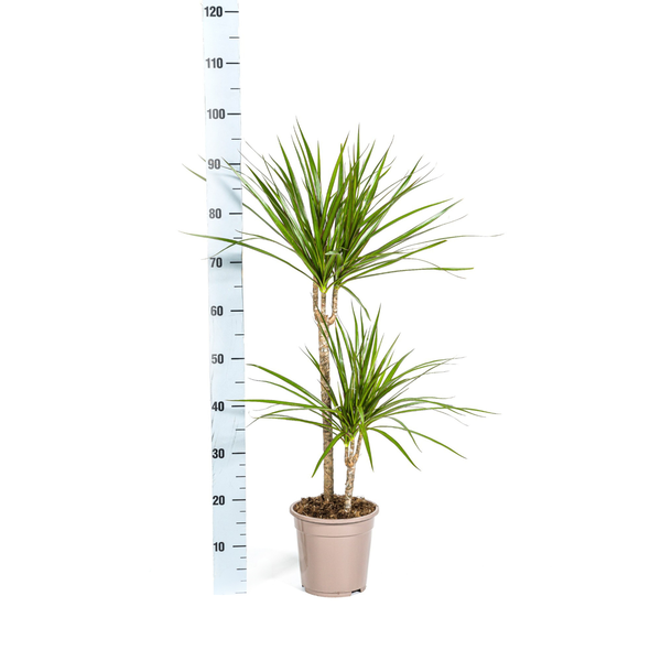 Dracaena Marginata Green - ↕80cm - Ø19cm