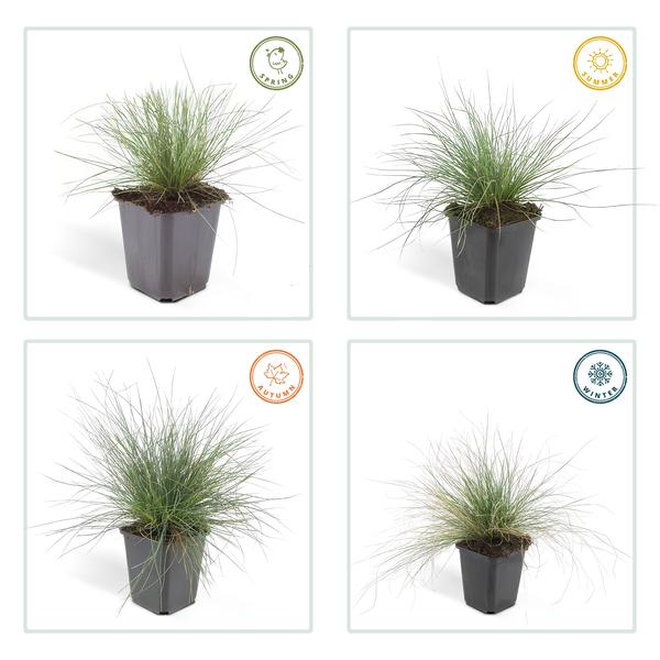 Festuca glauca 'Elijah Bleu' - ↕10-25cm - Ø9cm  - 6x