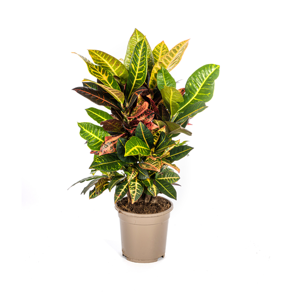 Croton (Codiaeum)