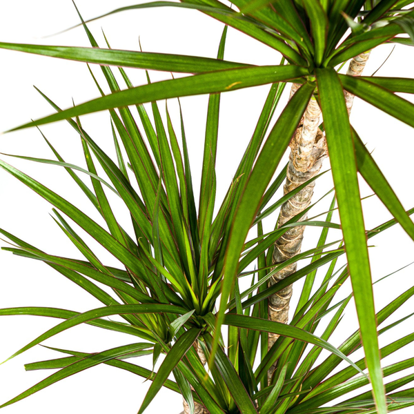 Dracaena Marginata Green Ø21cm - ↕120cm