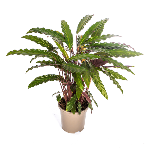 Calathea Rufibarba - ↕45cm - Ø17cm