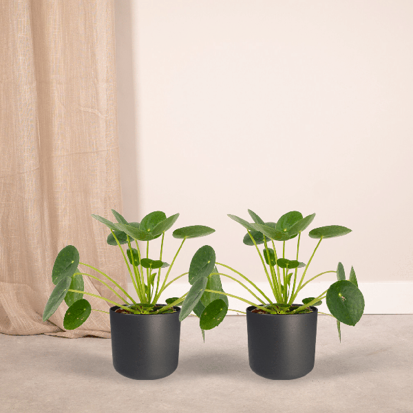 2x Pilea Peperomiodes - Pannekoekplant - 20cm - ø12