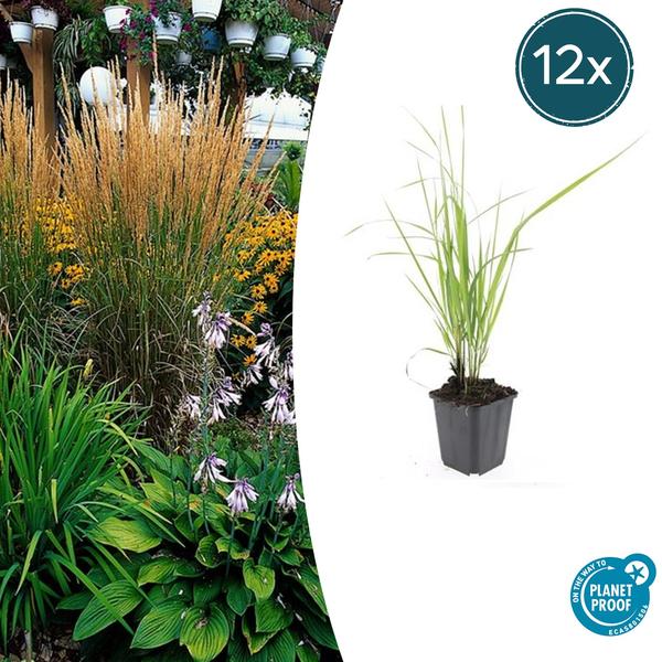 Calamagrostis acut. 'Karl Foerster'  - ↕10-25cm - Ø9cm - 12x