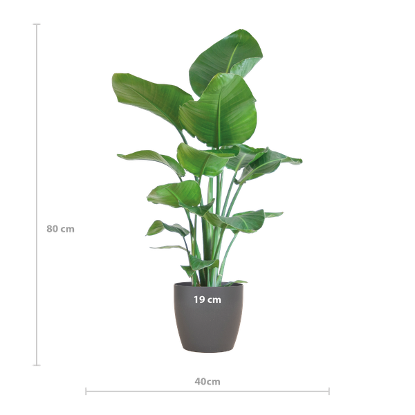 Strelitzia Nicolai met Viber pot grijs - ↕80cm - Ø21cm